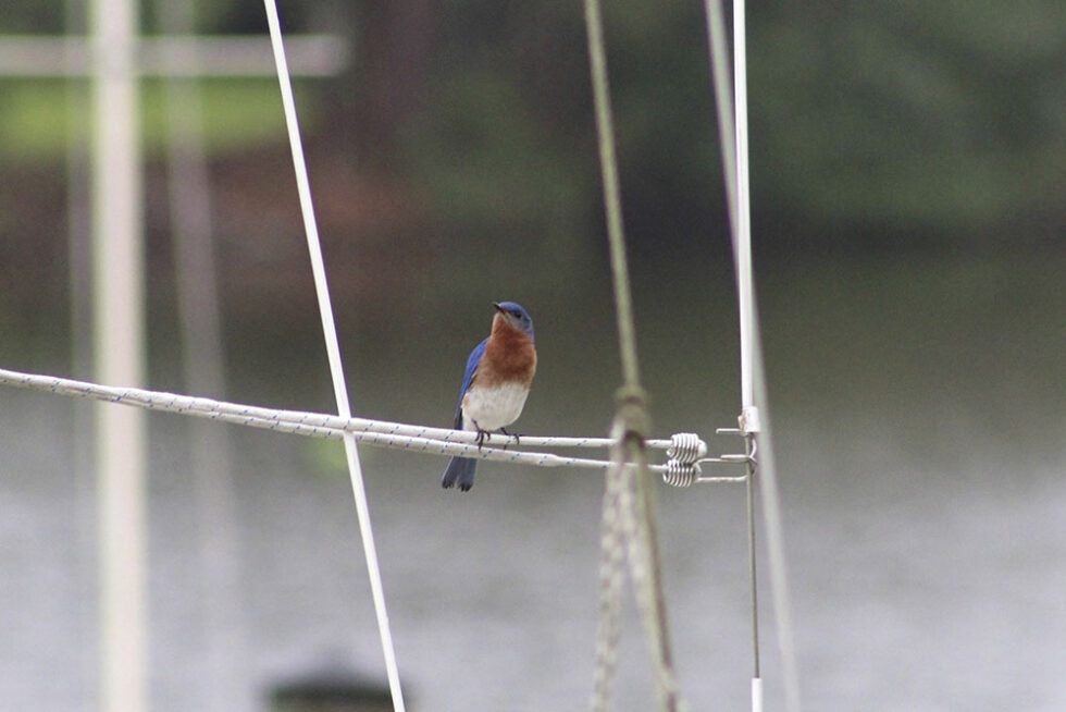 Clancy's Marina Beautiful Long Term and Short Term Slip Rentals in