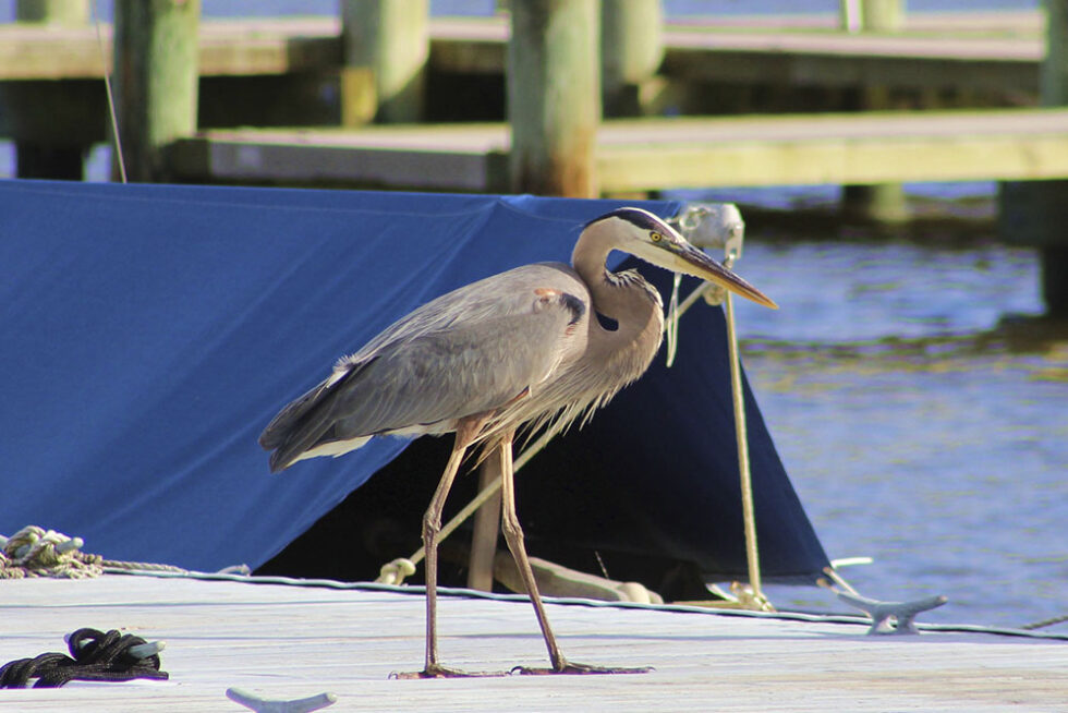 Clancy's Marina Beautiful Long Term and Short Term Slip Rentals in Oriental, NC